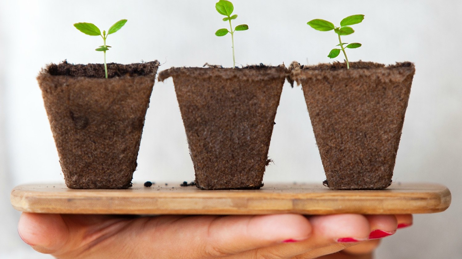 Three green leafed plants | Seeds vs Starters – All You Need to Know