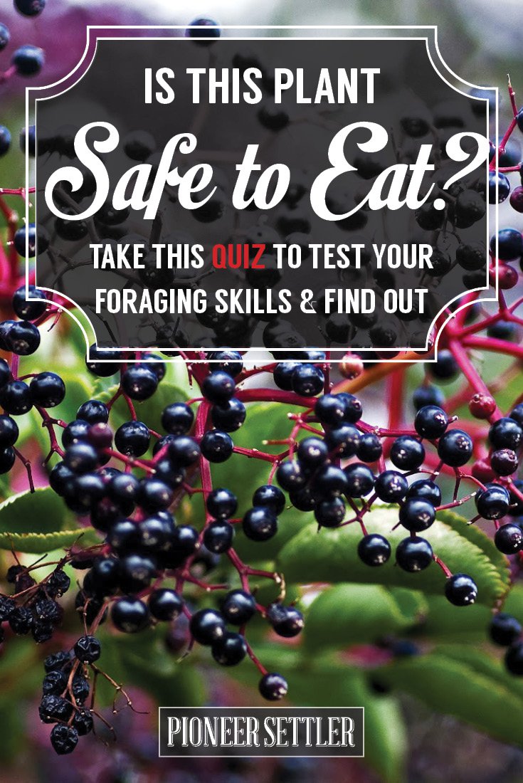 Foraging for Edible Wild Plants - Could You Survive? [QUIZ]