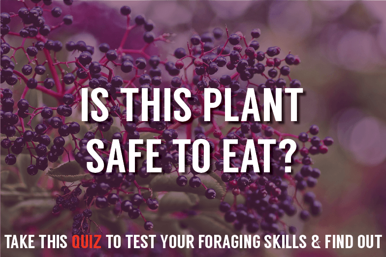 Foraging for Wild Edible Plants