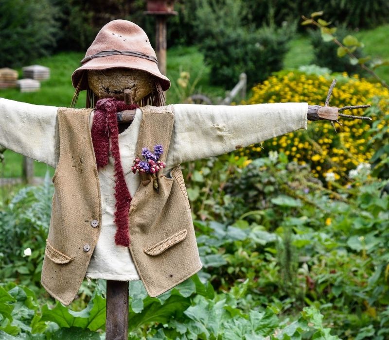 scarecrow in the garden | What To Do With Fall Leaves | Smart Ways