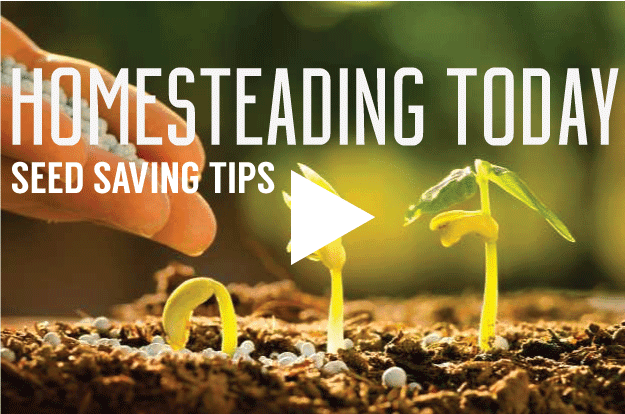 Homesteding Today: Seed Saving Tips: Heirloom Tomatoes