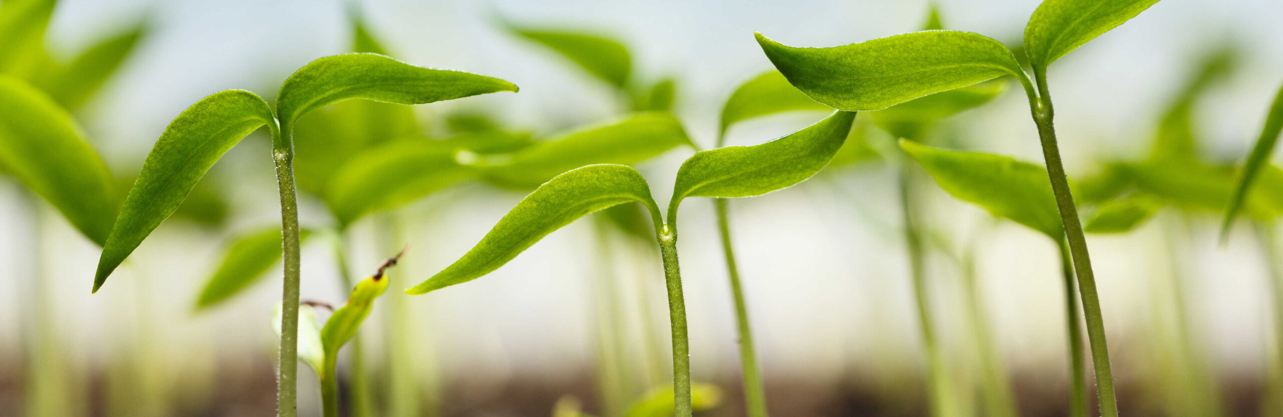 starting-seedlings