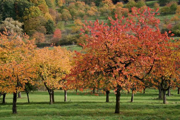 Autumn Cherry | Shade Trees That Will Provide Excellent Coverage In The Summer
