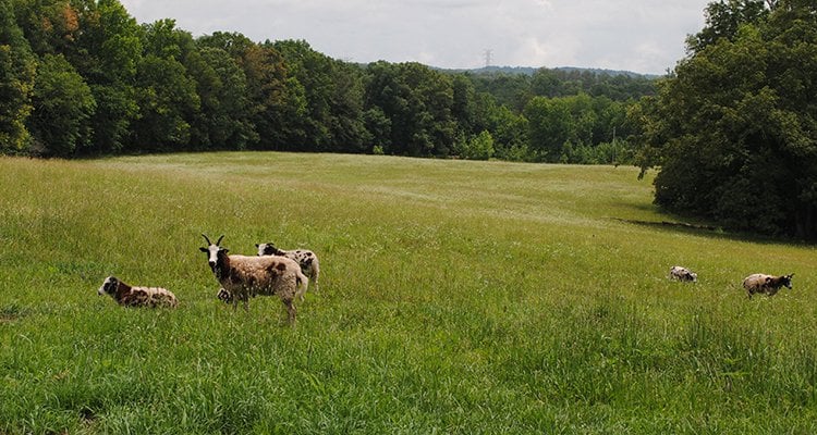 the homestead homesteaders