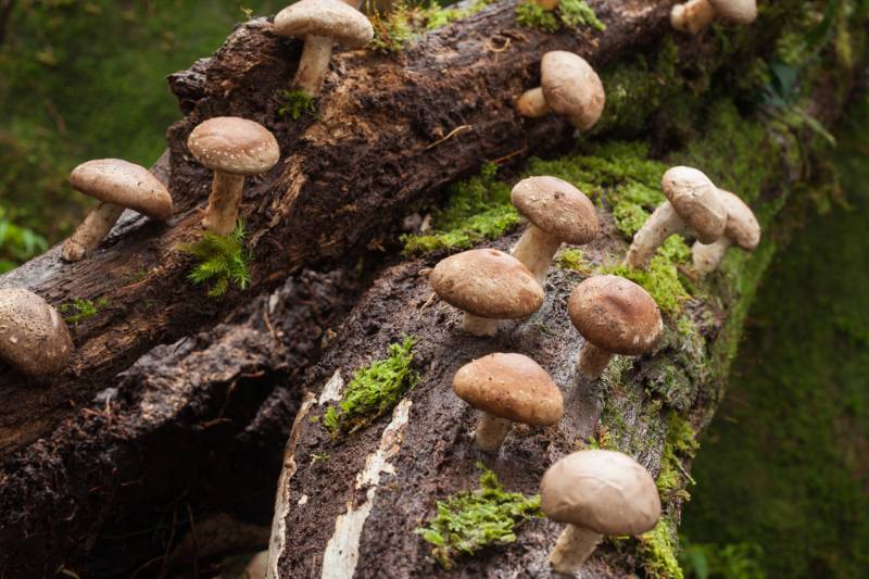 shiitake mushroom growing on trees | How To Inoculate Mushroom Logs For A Fresh Harvest For Fall