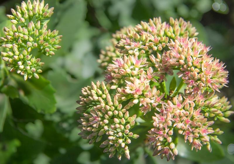 showy stonecrop sedum spectabile flowers clouse | drought tolerant plants california