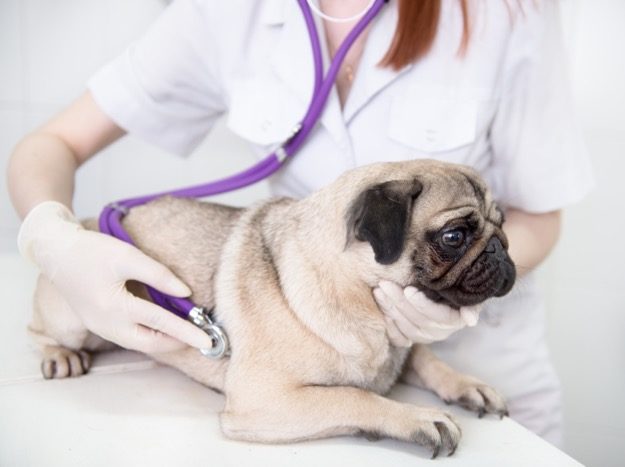 pug dog with vet checking heart beat | 10 Common Dog Illnesses and How to Treat Them