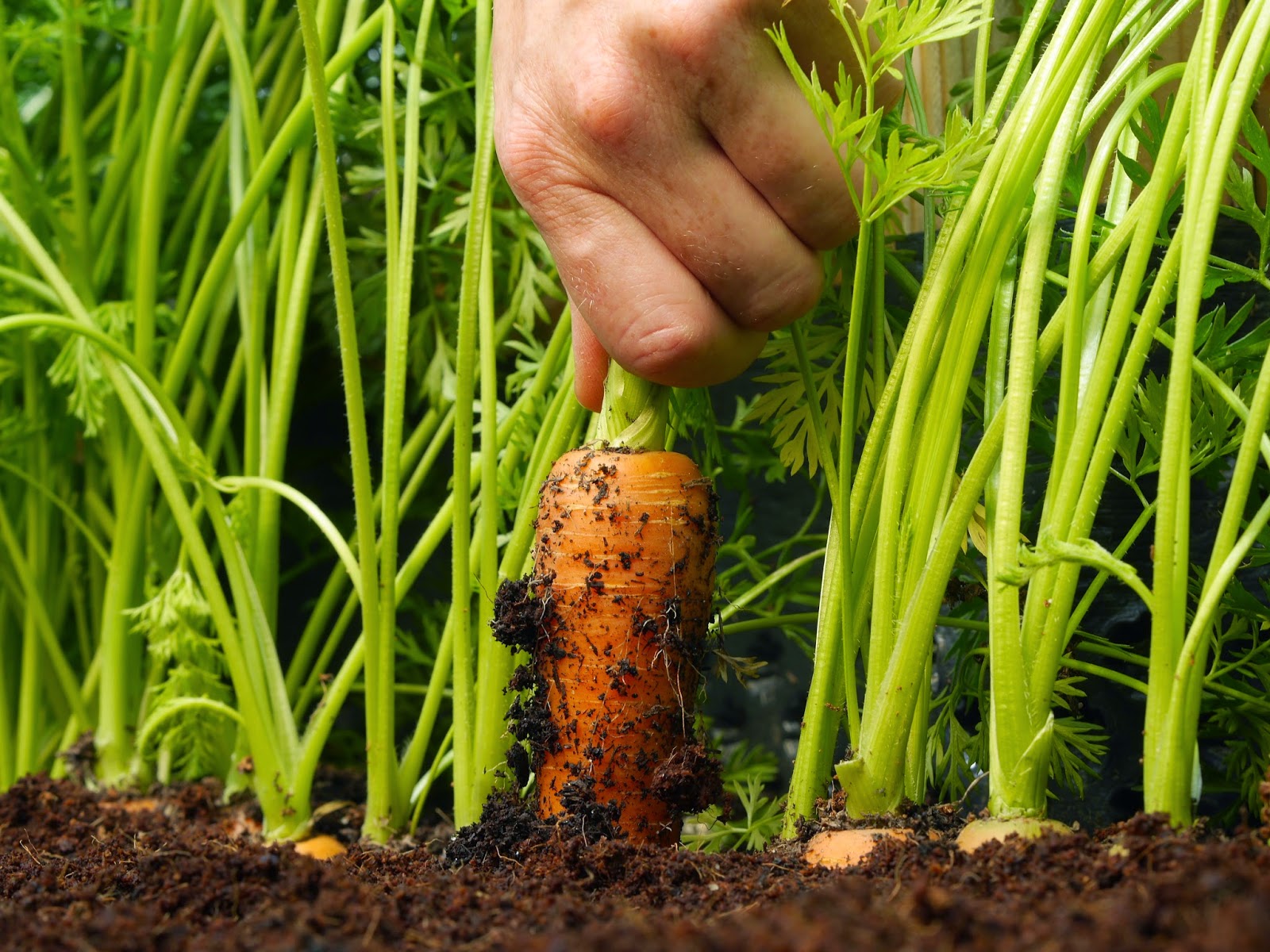 Carrots | Most Productive Vegetables To Grow Indoors Carrots | Vegetables To Grow Indoors For A Productive Garden