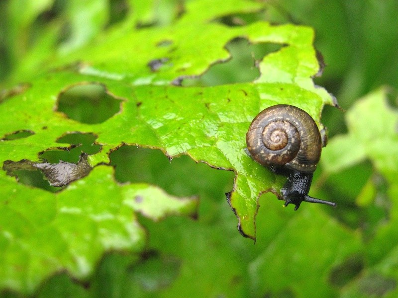 snail pests | Tips On How To Keep Plants Alive During Summer Time | summer plants