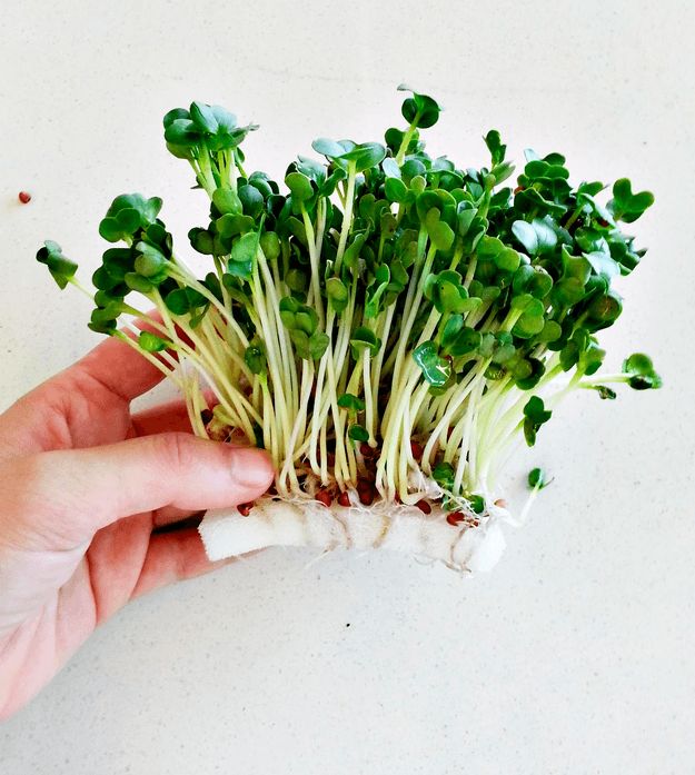 Sponge | How To Germinate Seeds A Homesteader's Guide To Sprouting Seeds