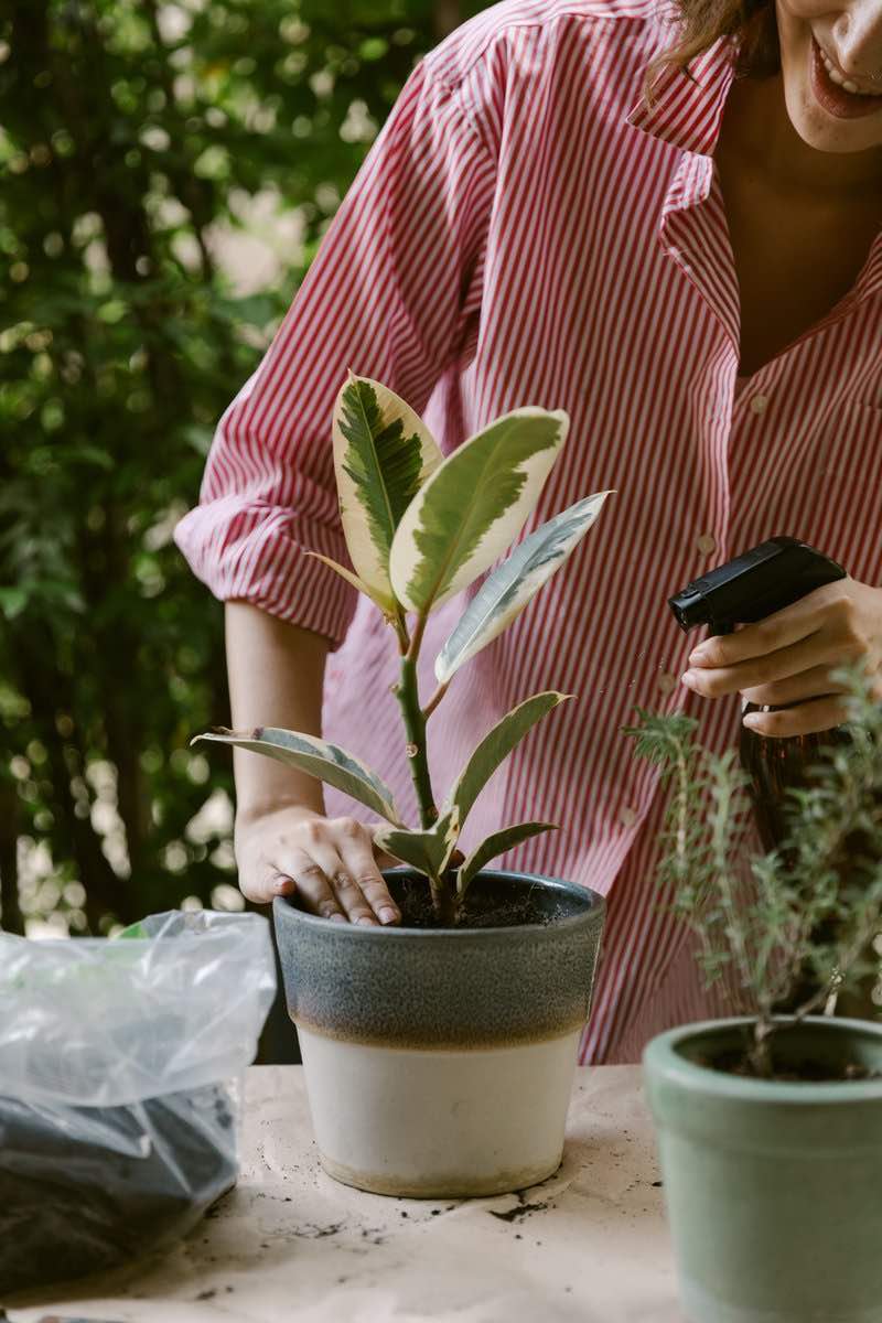 spraying on plants | Essential Summer Chores To Do On The Homestead | summer chores