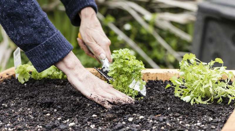 planting organic seedlings in a raised garden bed | Homesteading Activities You Should Do This Spring | spring activities | spring activities for kids
