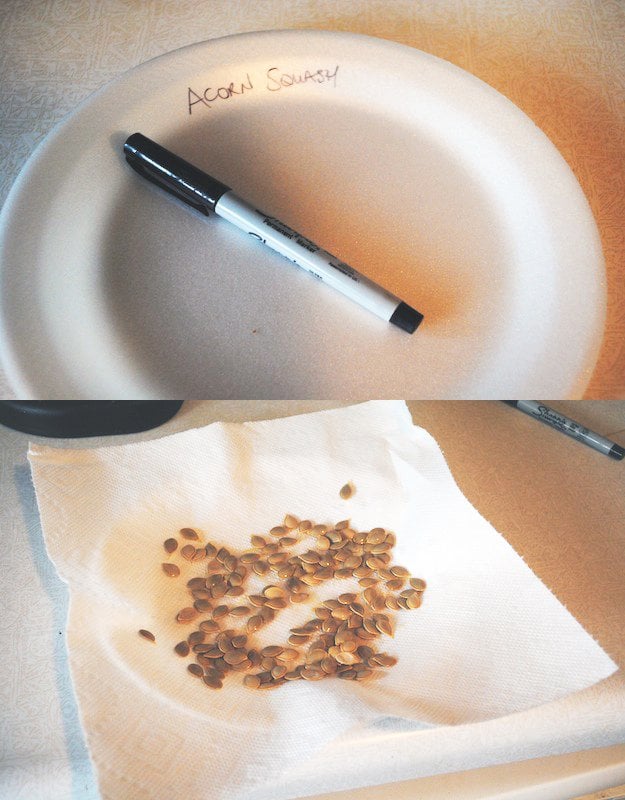 seed savers, vegetable seeds, how to save seeds, seed saving, seed storage, growing acorn squash, saving squash seeds, how to save squash seeds, how to save pumpkin seeds, seed saver