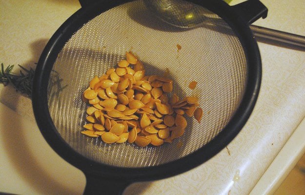seed savers, vegetable seeds, how to save seeds, seed saving, seed storage, growing acorn squash, saving squash seeds, how to save squash seeds, how to save pumpkin seeds, seed saver