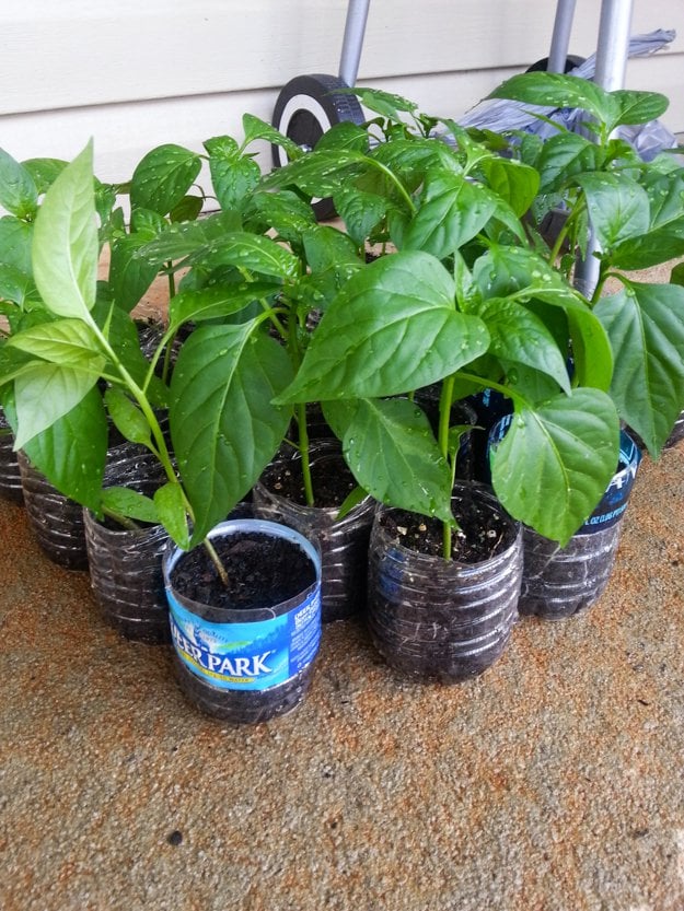 Seed Starting Tips | Self-Sustaining Ideas For Living The Homesteader's Dream
