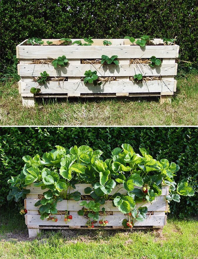 Strawberry Pallet Planter | A Guide to Upcycled Homesteading Strawberry Pallet Planter | A Guide to Upcycled Homesteading