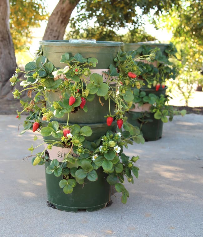 Strawberry Tower with Reservoir | Incredible Tower Garden Ideas For Homesteading In Limited Space