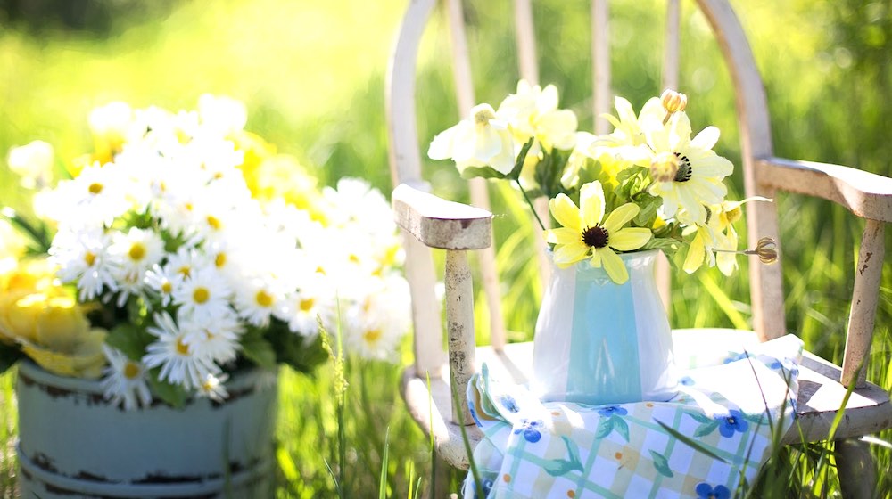 summer flowers | Tips On How To Keep Plants Alive During Summer Time | how to keep outdoor plants alive | featured