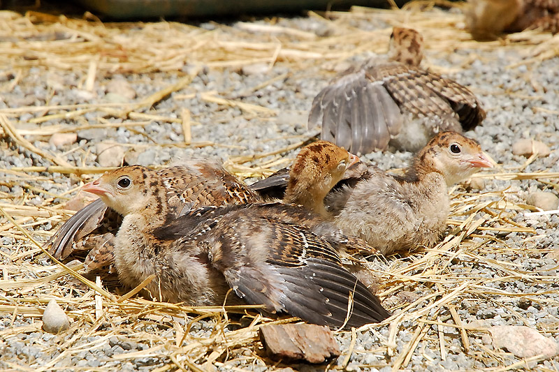 3 Weeks Old Turkey | synchronized sunbathing | Farm-Raised Turkey For Thanksgiving | The Secrets To Raising Poultry | best free range turkey