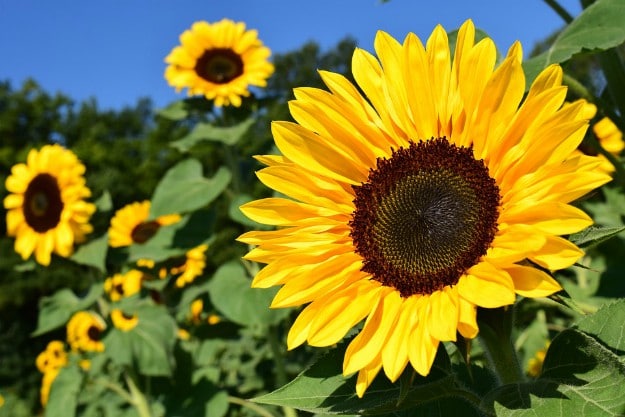 Seeds vs Starters – All You Need to Know sunflower