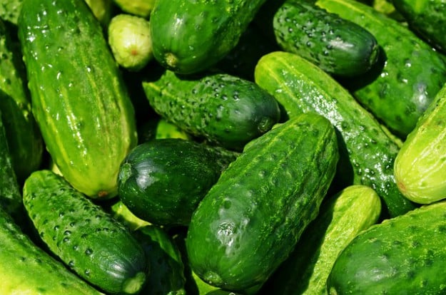 Cucumbers | Survival Gardening - Vegetables You Can Plant Late In The Summer