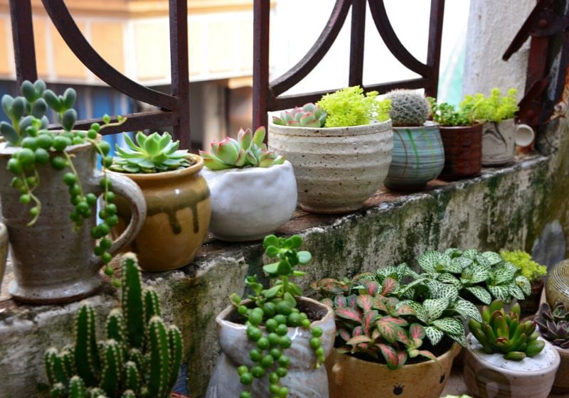 terrarium tree pottery | valentines day gifts