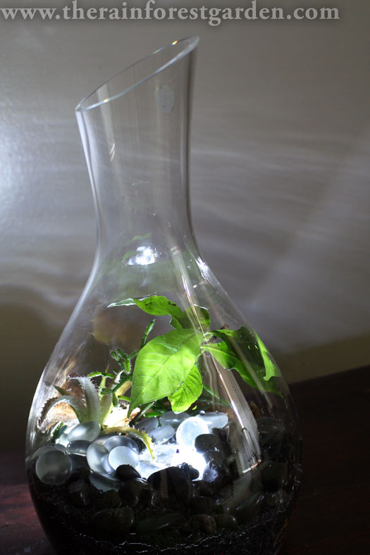 Glowing Terrarium | Terrarium Plants That You'll Love For Your Homestead