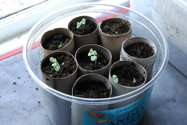 Toilet Paper Roll | How To Germinate Seeds A Homesteader's Guide To Sprouting Seeds