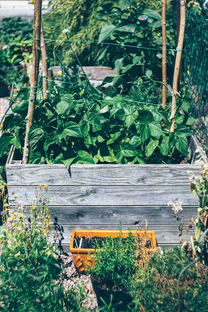 tomato stakes | DIY Tomato Cages and Stakes To Properly Support Your Tomato Plants | how to use tomato cages