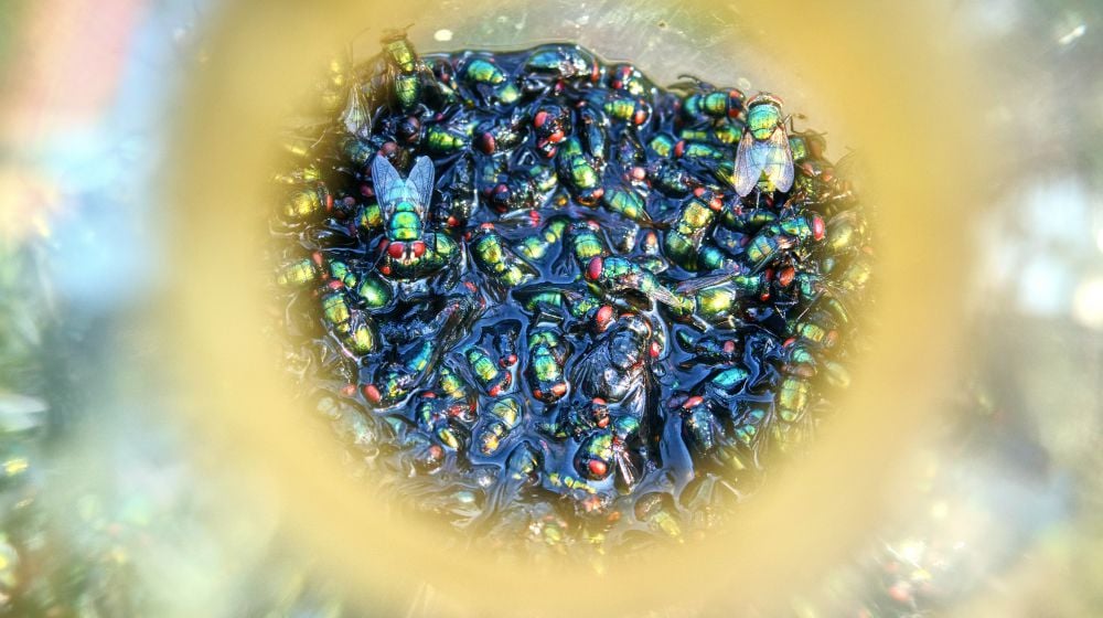 Trapped fly in bottle | How To Make A Homemade Fly Trap | homemade fruit fly trap | Featured