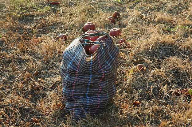 Eco-bags | Trash on the Homestead: Everything You Need To Know