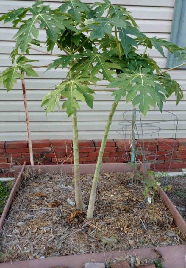 8 Plants For A Beautifully Edible Landscape