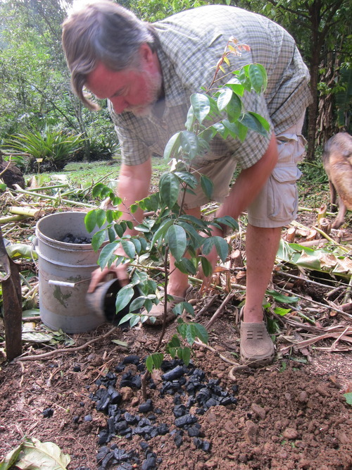 Activated Charcoal For Gardening | Effective Uses Of Activated Charcoal