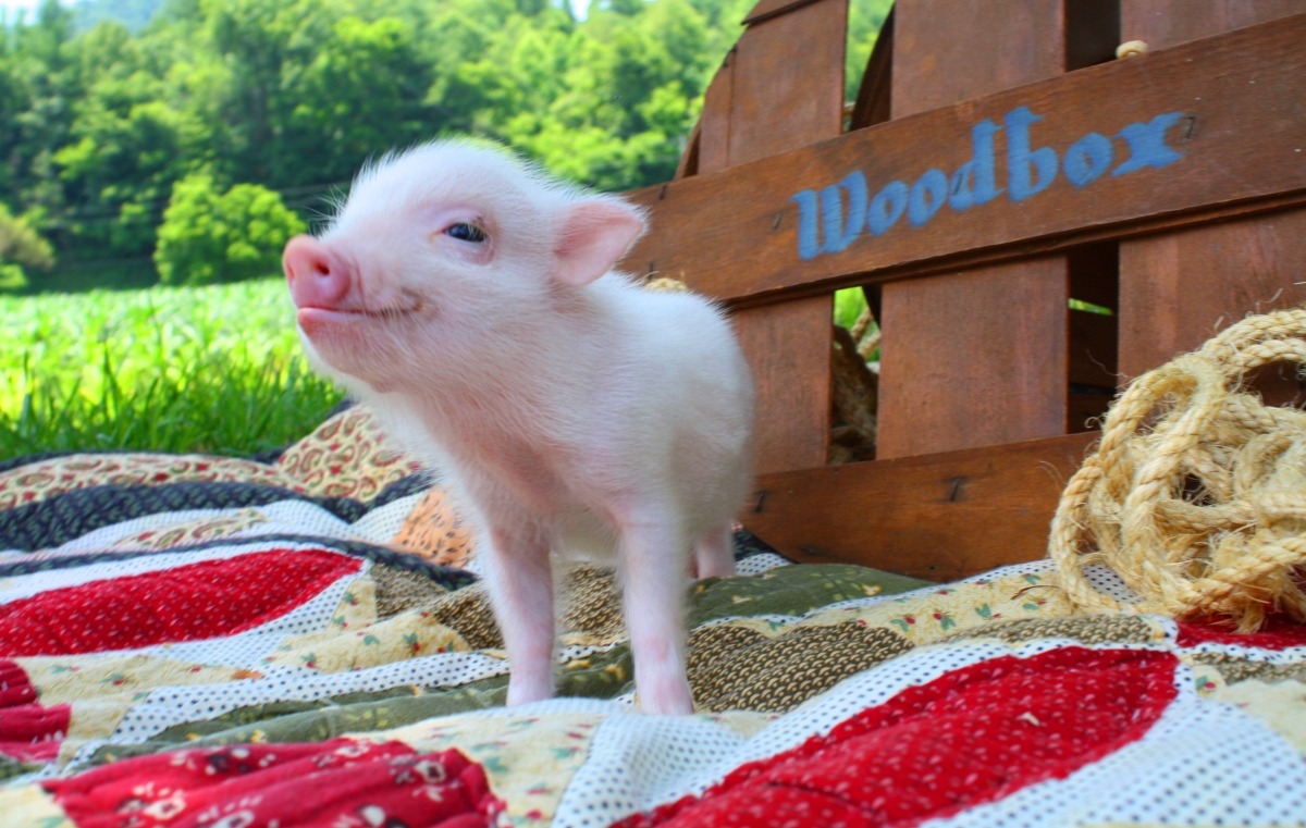 Teacup Piglets That Are Even Cuter Than Kittens | Where's My Mama...