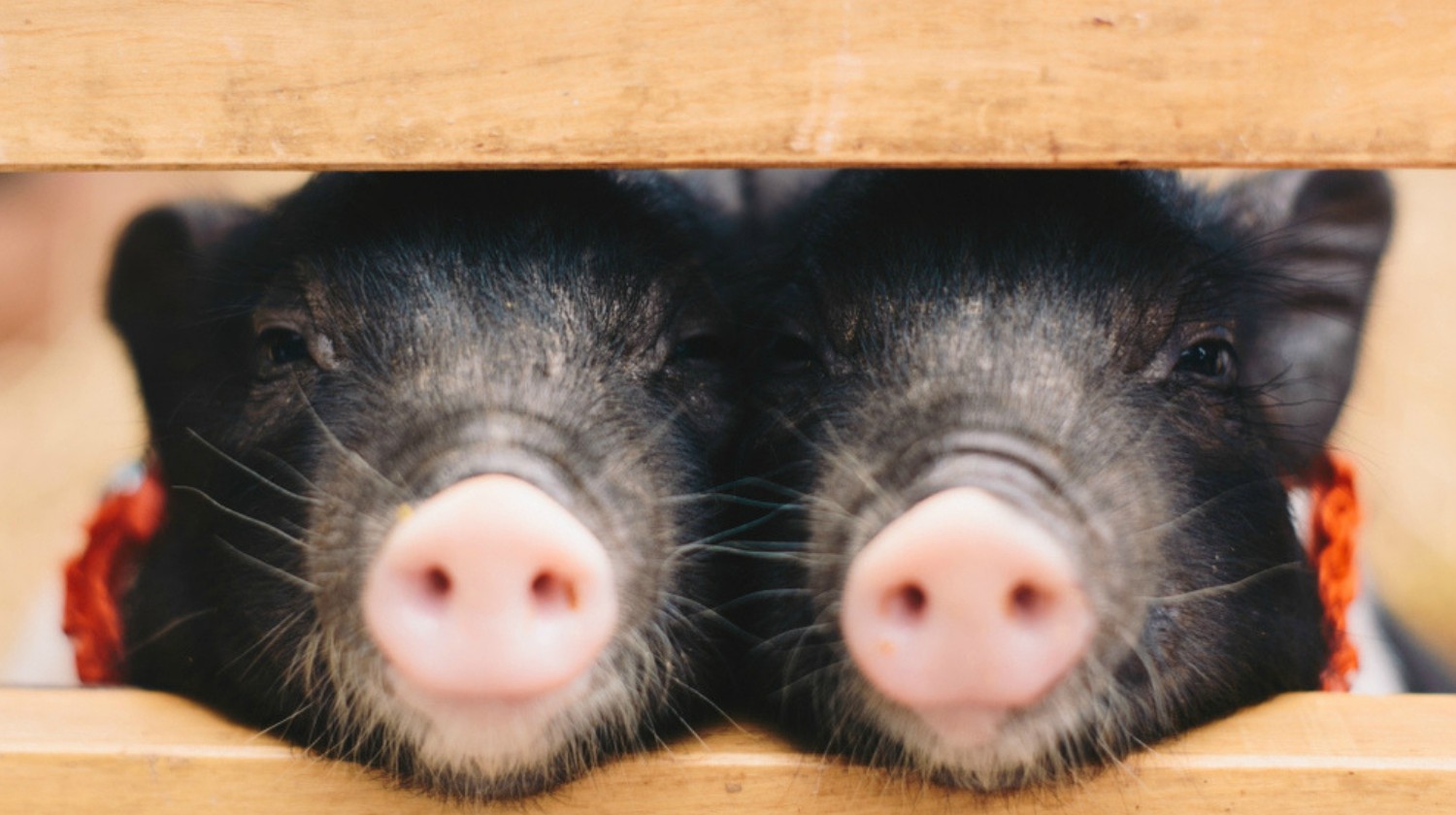 Featured | Two cute micro-mini pigs (Teacup pig) smiling piglets | Piglets That Are Even Cuter Than Kittens
