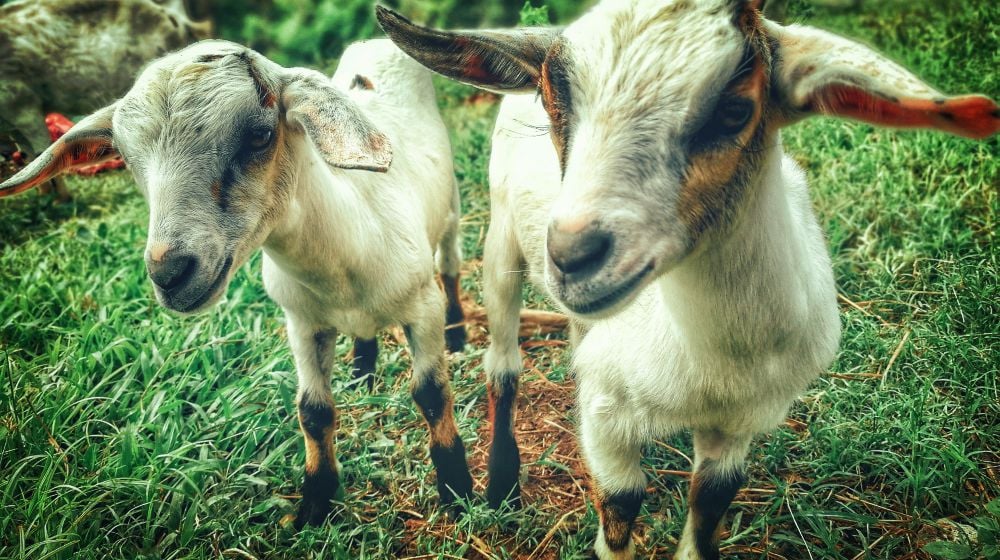 eature | The 34 Cutest Baby Pygmy Goats On The Internet! | Pygmy Goats
