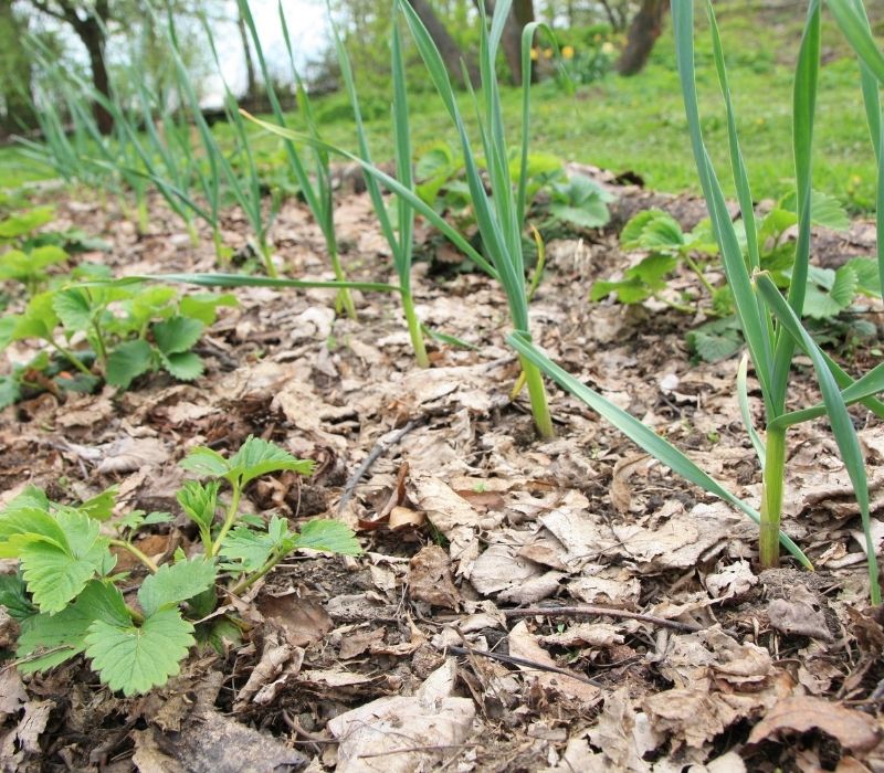 vegetable bed covered with a mulch of leaves | What To Do With Fall Leaves | XX Smart Ways