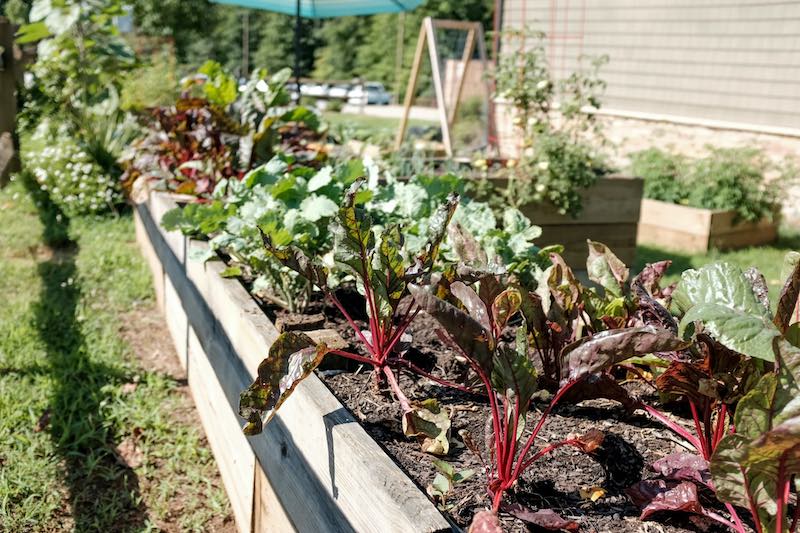 vegetable garden | What's The Best Time To Water Plants During Summer Time | best time to water plants