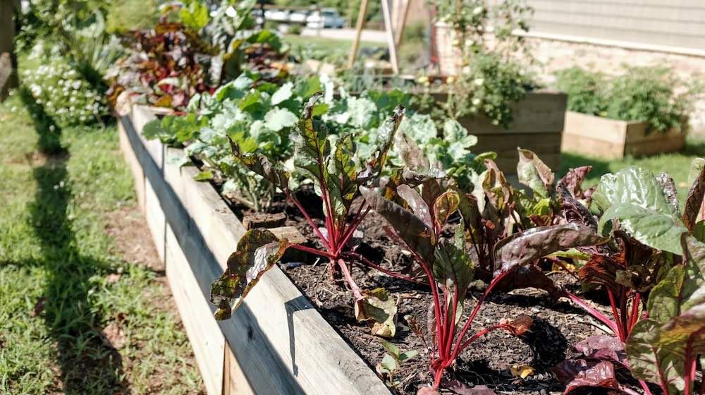 vegetable garden | Fastest Growing Vegetables That You Should Plant In Your Garden | fast growing crops | featured