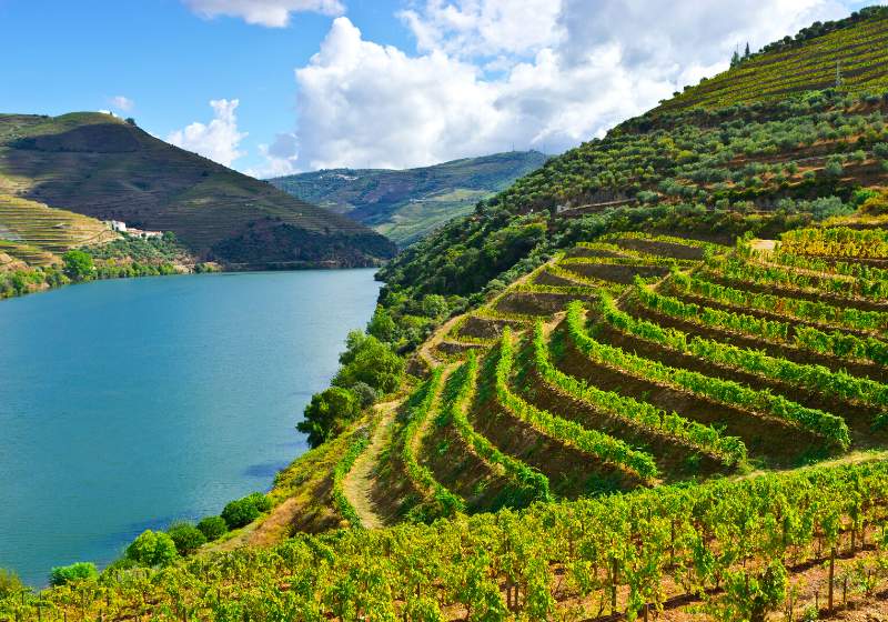 vineyards valley river douro portugal | definition terrace farming