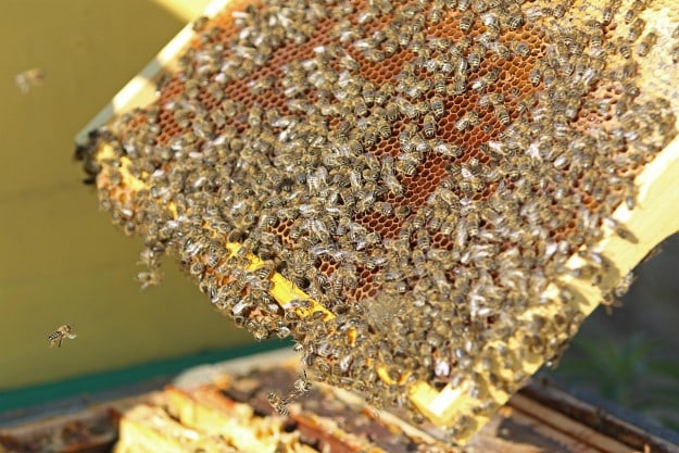 honey bees