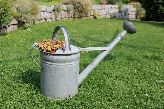 Beat-the-Heat Summer Plants For Yours Garden