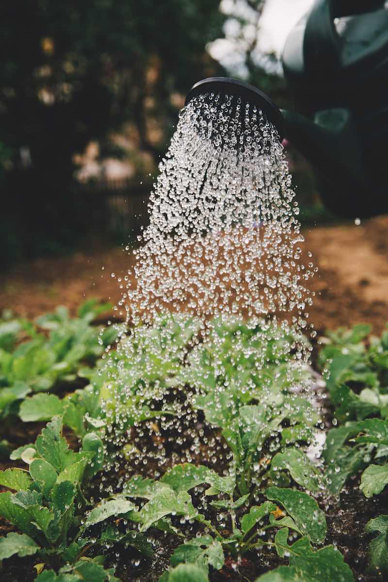 watering the plants | Essential Summer Chores To Do On The Homestead | summer chores
