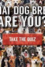 what dog breed are you - quiz