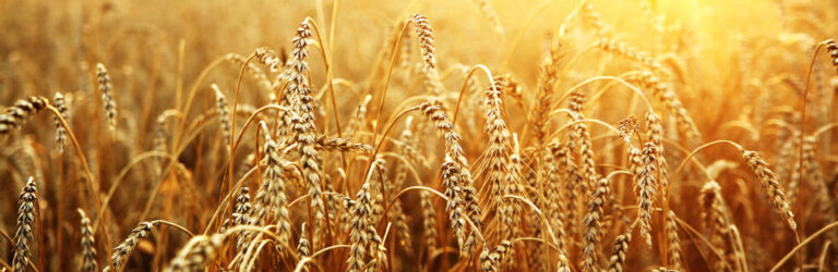 wheat