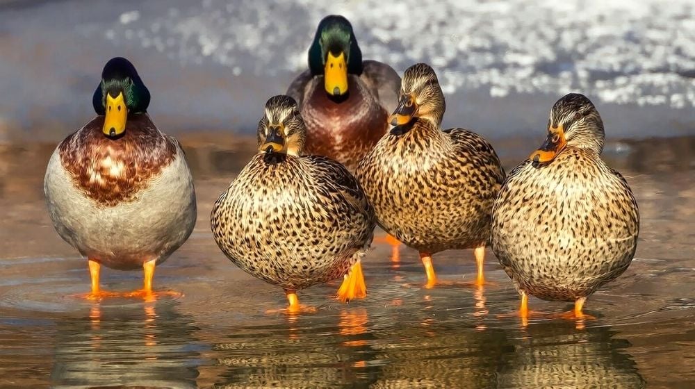 group of ducks | Best Duck Breeds For Your Homestead | featured