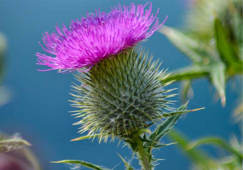 wild Scottish Thistle | winter plants