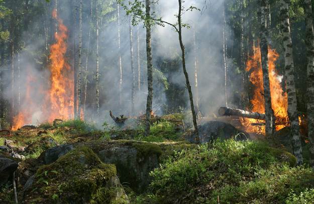 Forest Fire | Wilderness Survival: How To Prevent Injury During Emergencies Off Grid