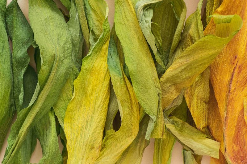 wilted leaves | What's The Best Time To Water Plants During Summer Time | best time to water plants