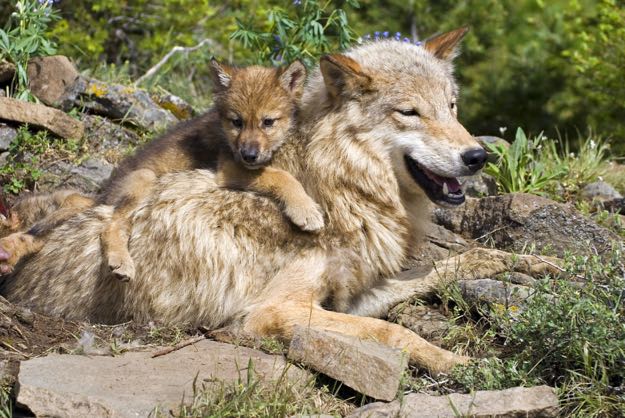 wolf